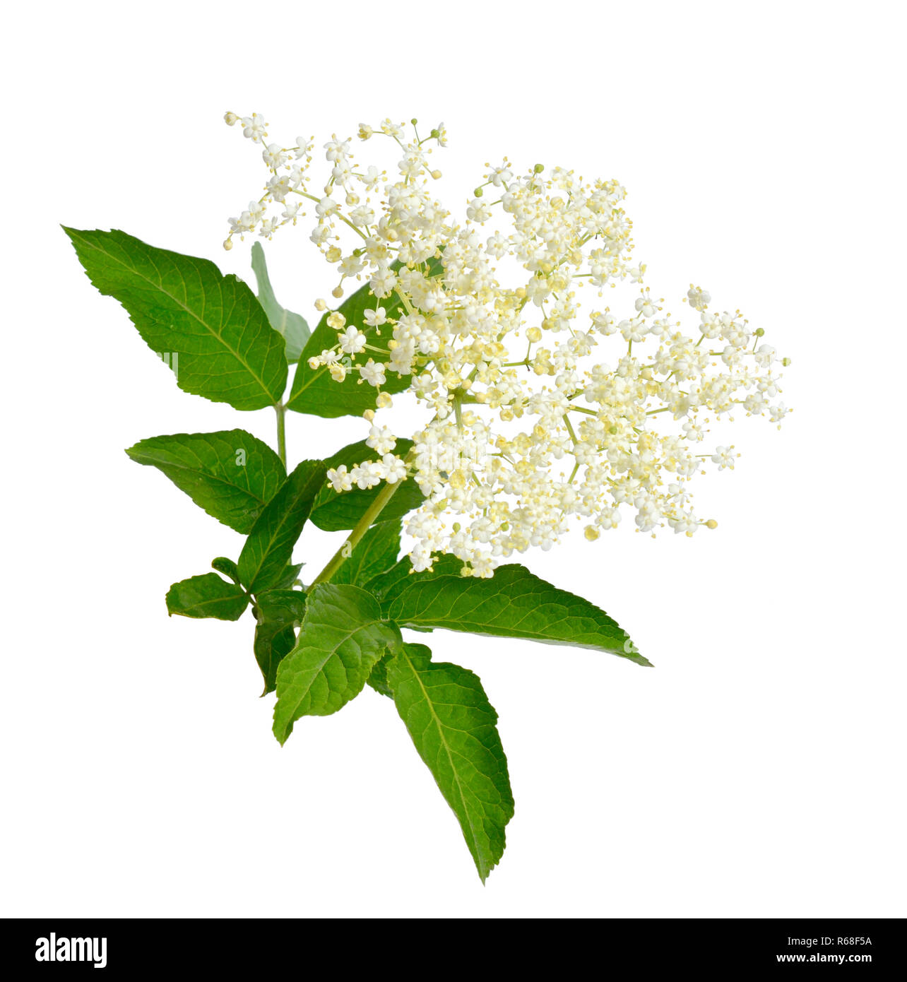 Elderberry flower and leaves isolated on white backgroun Stock Photo