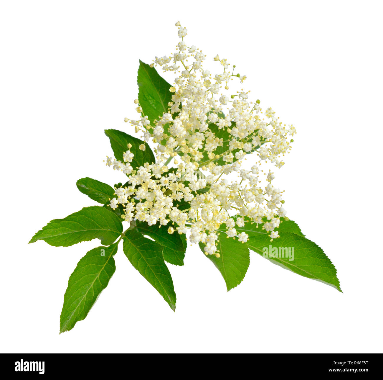 Elderberry flower and leaves isolated on white backgroun Stock Photo