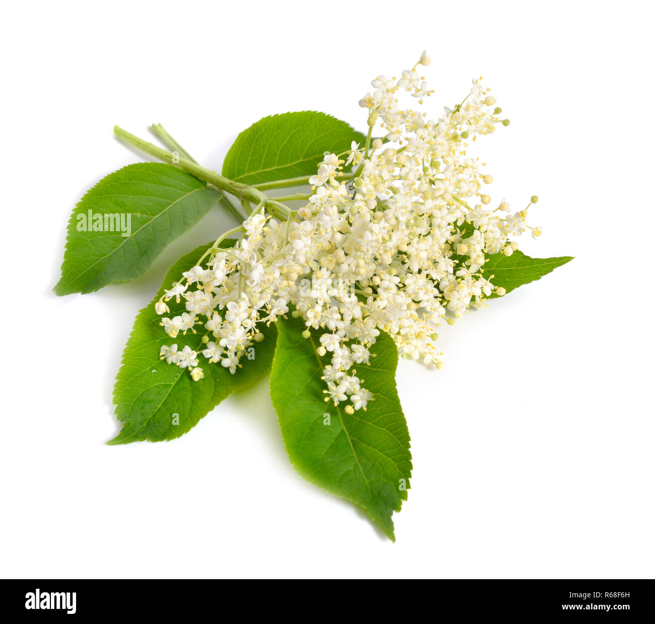 Elderberry flower and leaves isolated on white backgroun Stock Photo