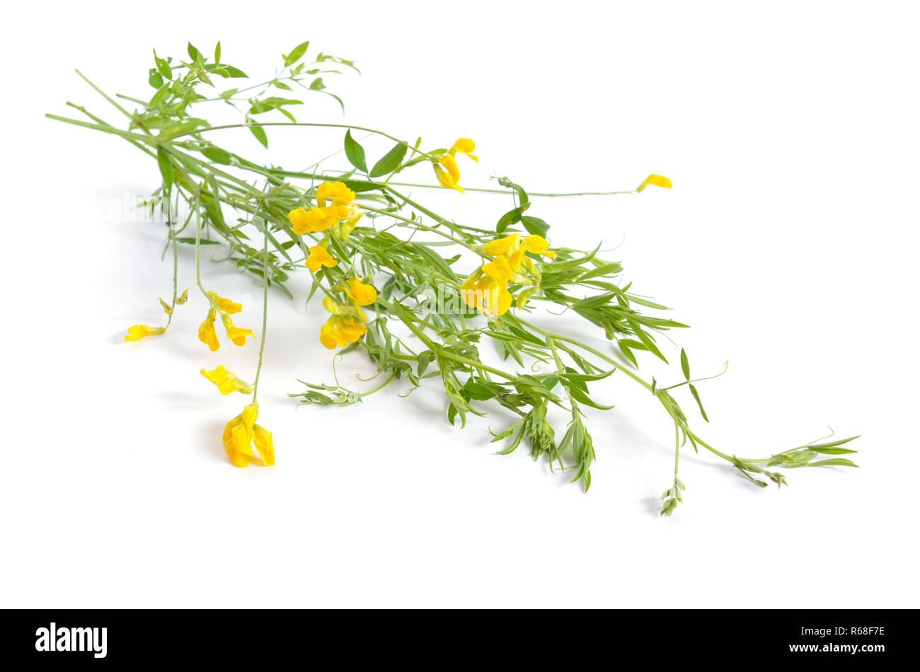 Lathyrus pratensis or meadow vetchling, meadow pea. Isolated on white. Stock Photo