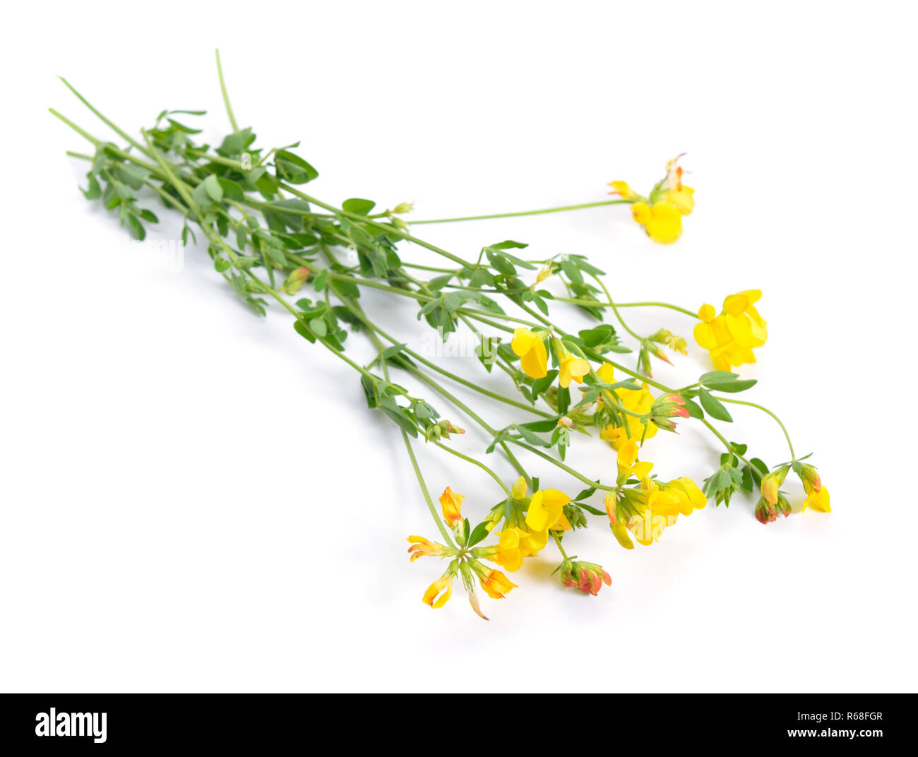 Medicago falcata Its common names include yellow lucerne, sickle