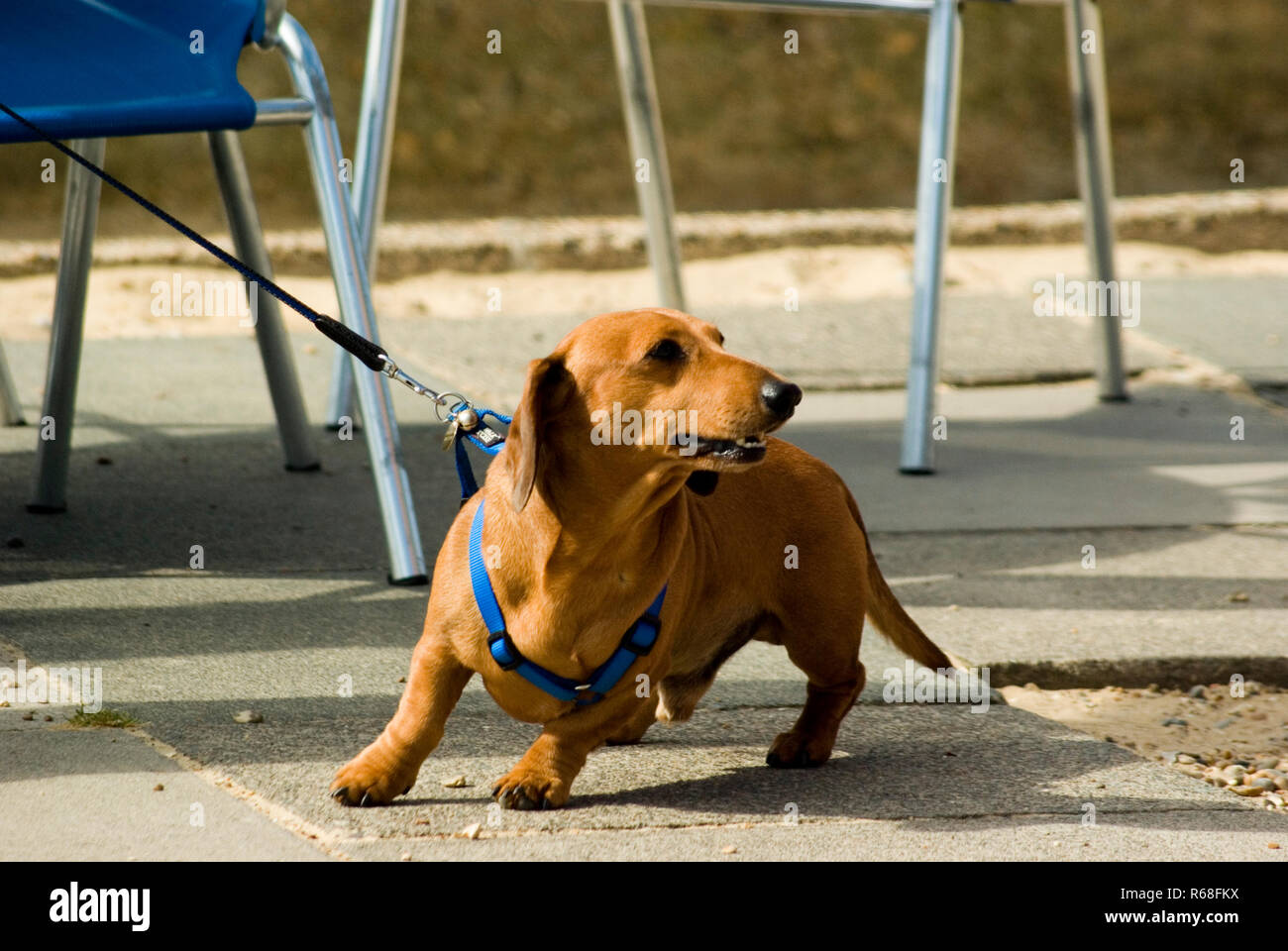 Sausage dog clearance lead