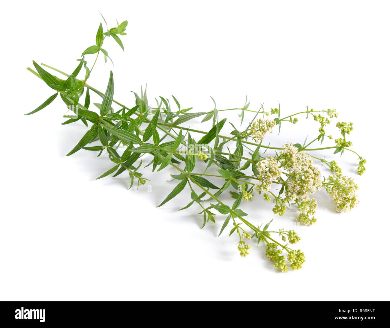 Galium boreale or northern bedstraw. Isoated on white Stock Photo