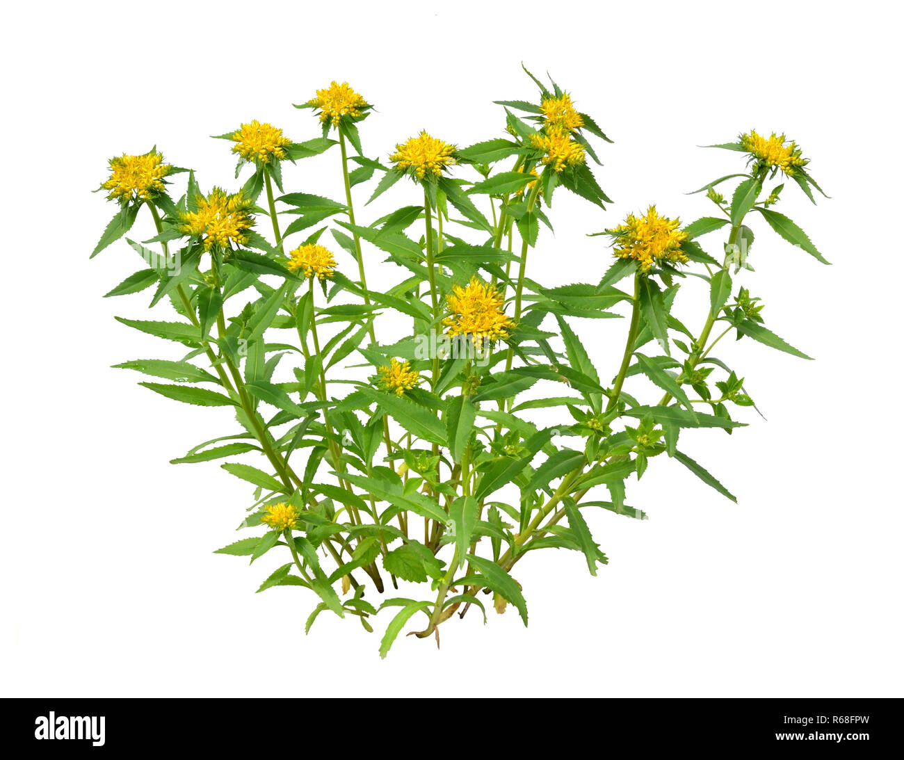 Rhodiola rosea plant (commonly golden root, rose root, roseroot, Stock Photo