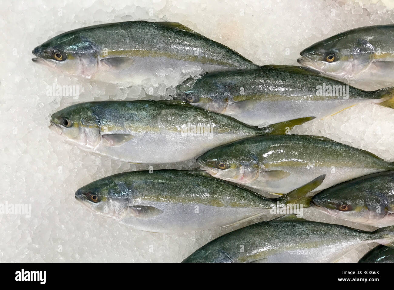 Hamachi fish in the ice for cooking Stock Photo Alamy