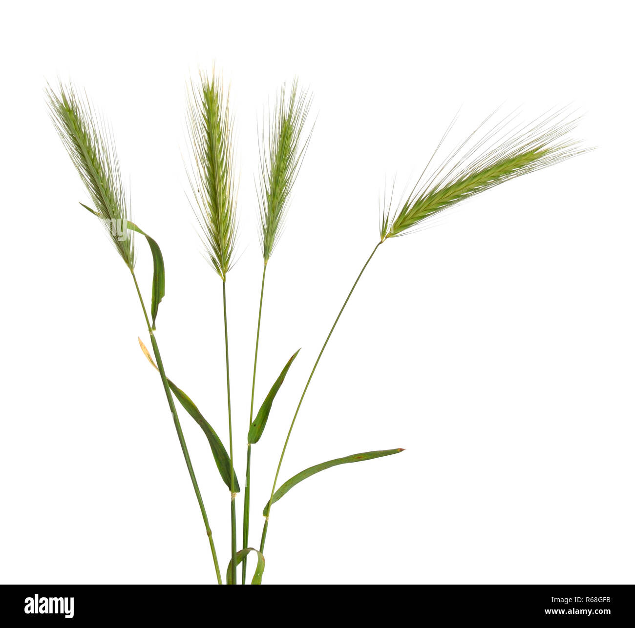Hordeum murinum, commonly known as wall barley or false barley.  Stock Photo