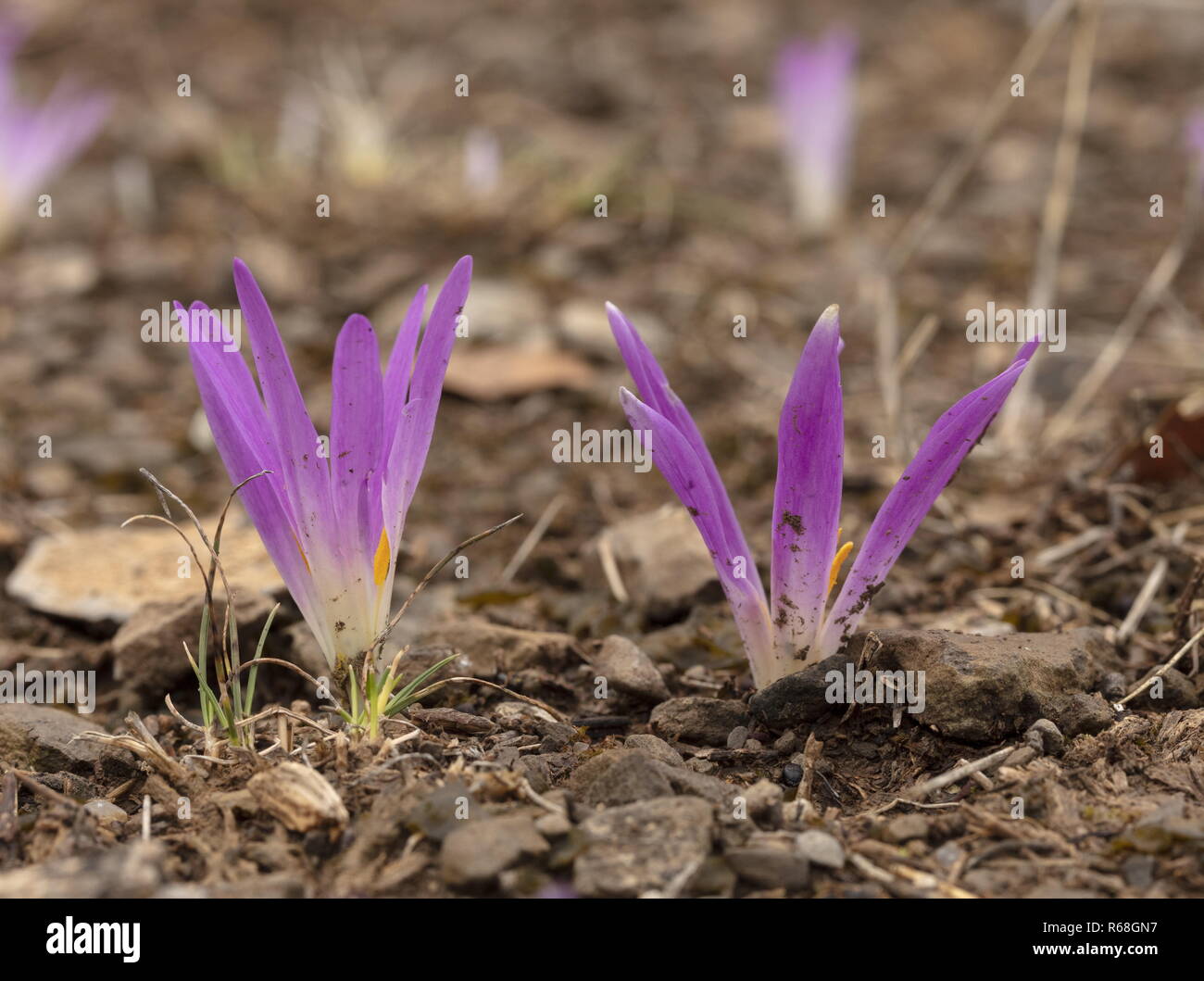 Pyrenean Merendera, Colchicum montanum, in flower in autumn in the Spanish Pyrenees. Stock Photo