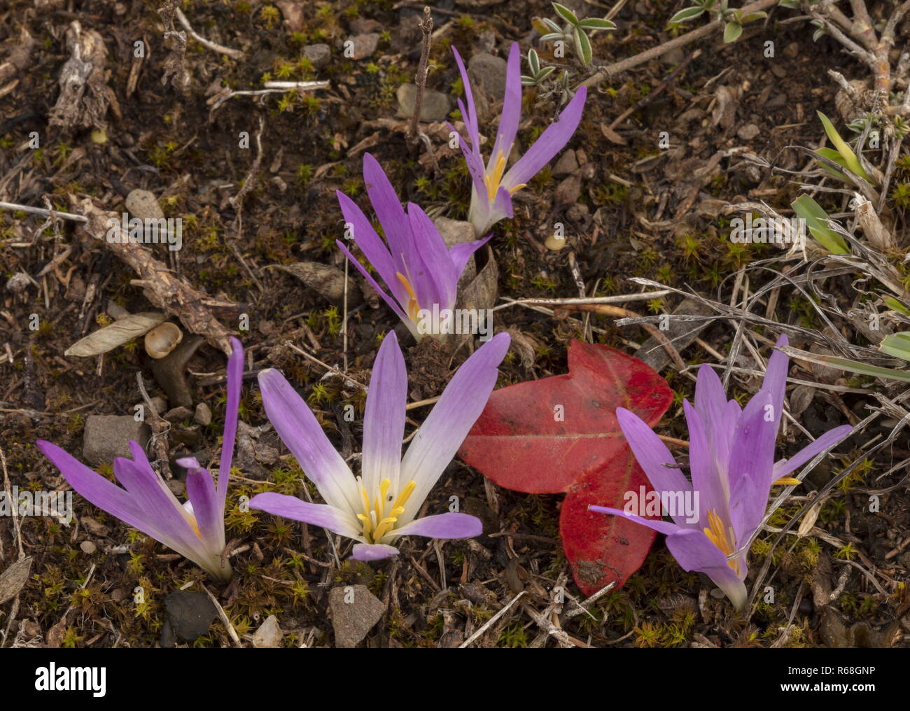 Pyrenean Merendera, Colchicum montanum, in flower, with Montpelier maple leaf, in autumn in the Spanish Pyrenees. Stock Photo