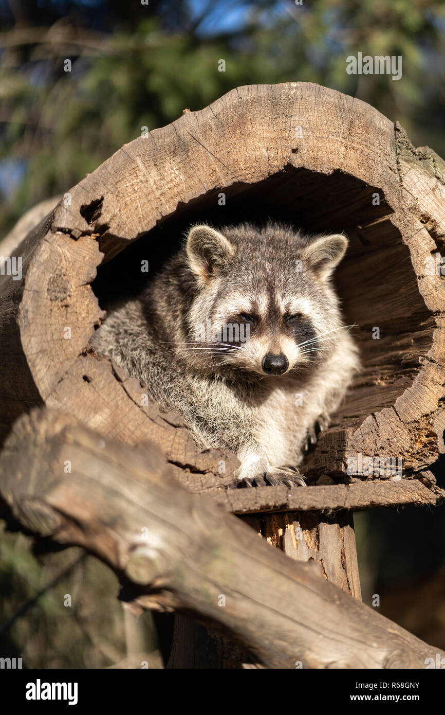 Racoon Raccoon or Racoon Procyon lotor , also known as the North American ...