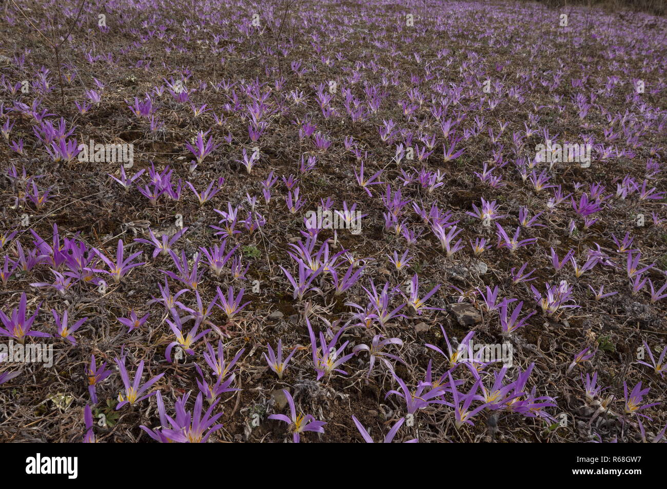 Pyrenean Merendera, Colchicum montanum, in flower in autumn in the Spanish Pyrenees. Stock Photo