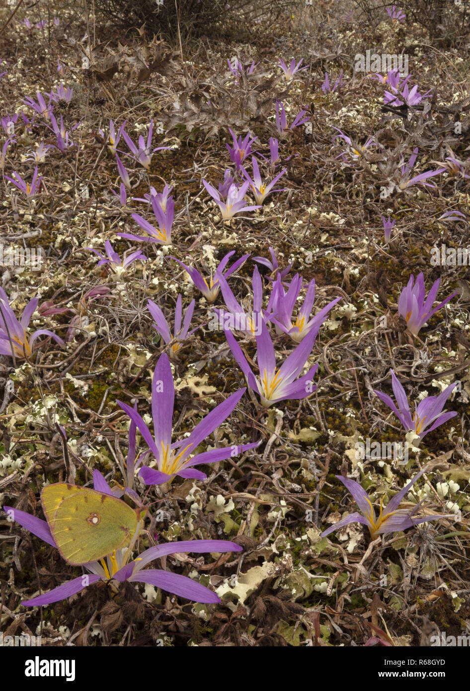 Clouded yellow butterfly, Colias croceus on Pyrenean Merendera, Colchicum montanum, in autumn in the Spanish Pyrenees. Stock Photo