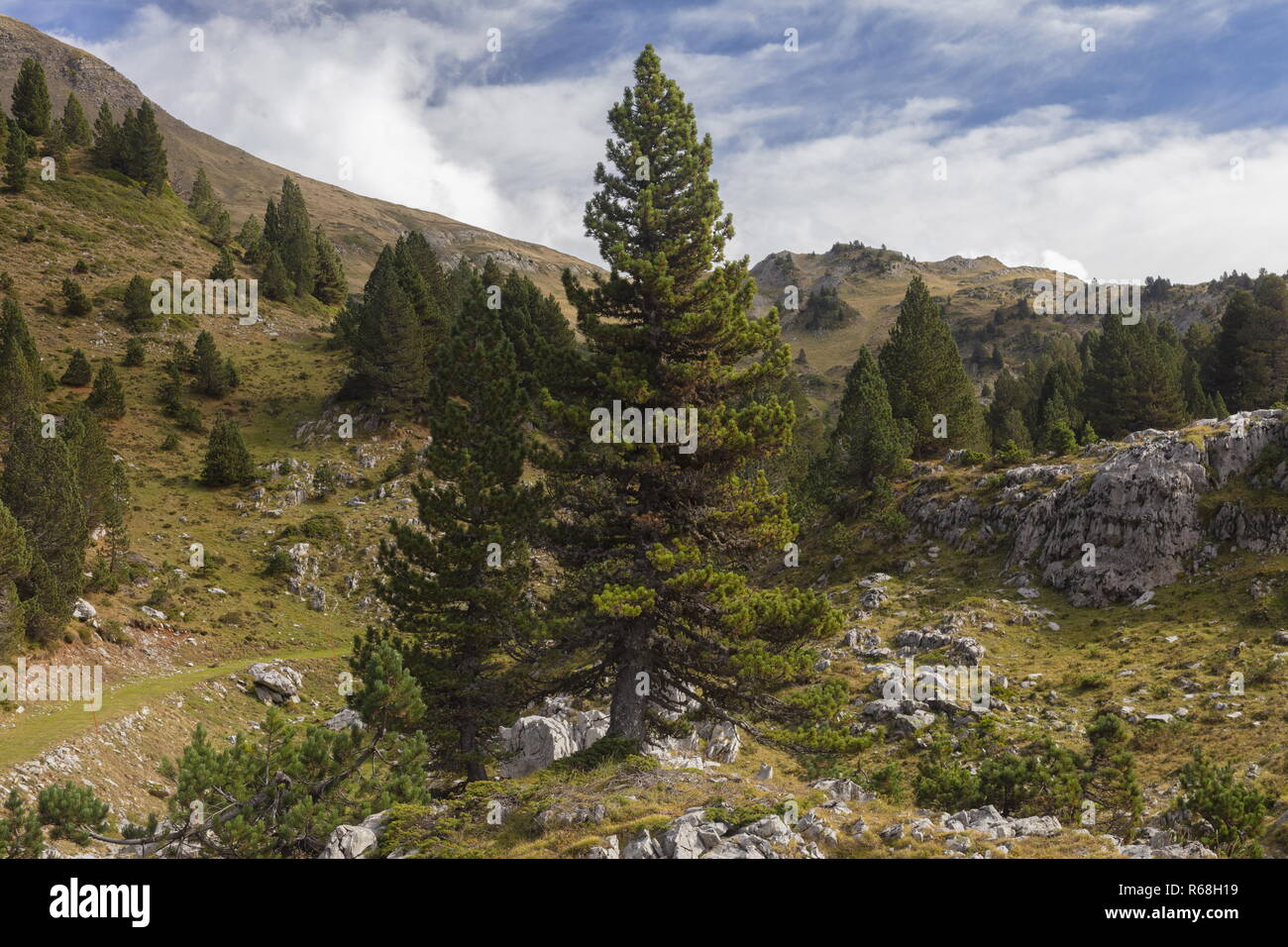 Old Mountain pines, Pinus mugo subsp. uncinata on limestone on the Col de La Pierre St Martin, Pyrenees. Spain Stock Photo