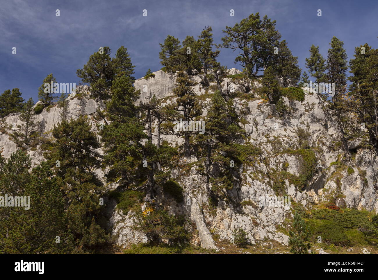 Old Mountain pines, Pinus mugo subsp. uncinata on limestone on the Col de La Pierre St Martin, Pyrenees. Spain Stock Photo