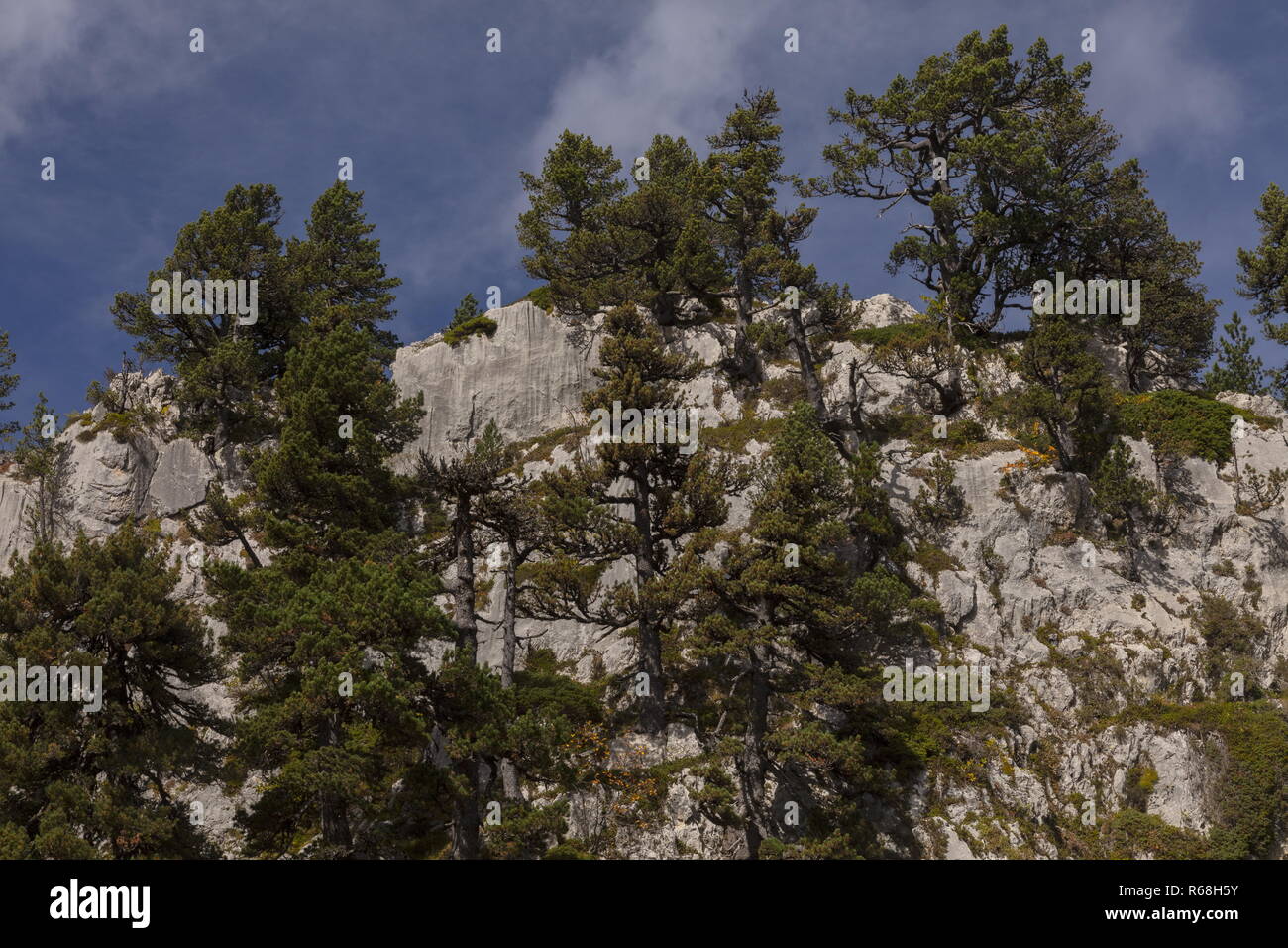 Old Mountain pines, Pinus mugo subsp. uncinata on limestone on the Col de La Pierre St Martin, Pyrenees. Spain Stock Photo