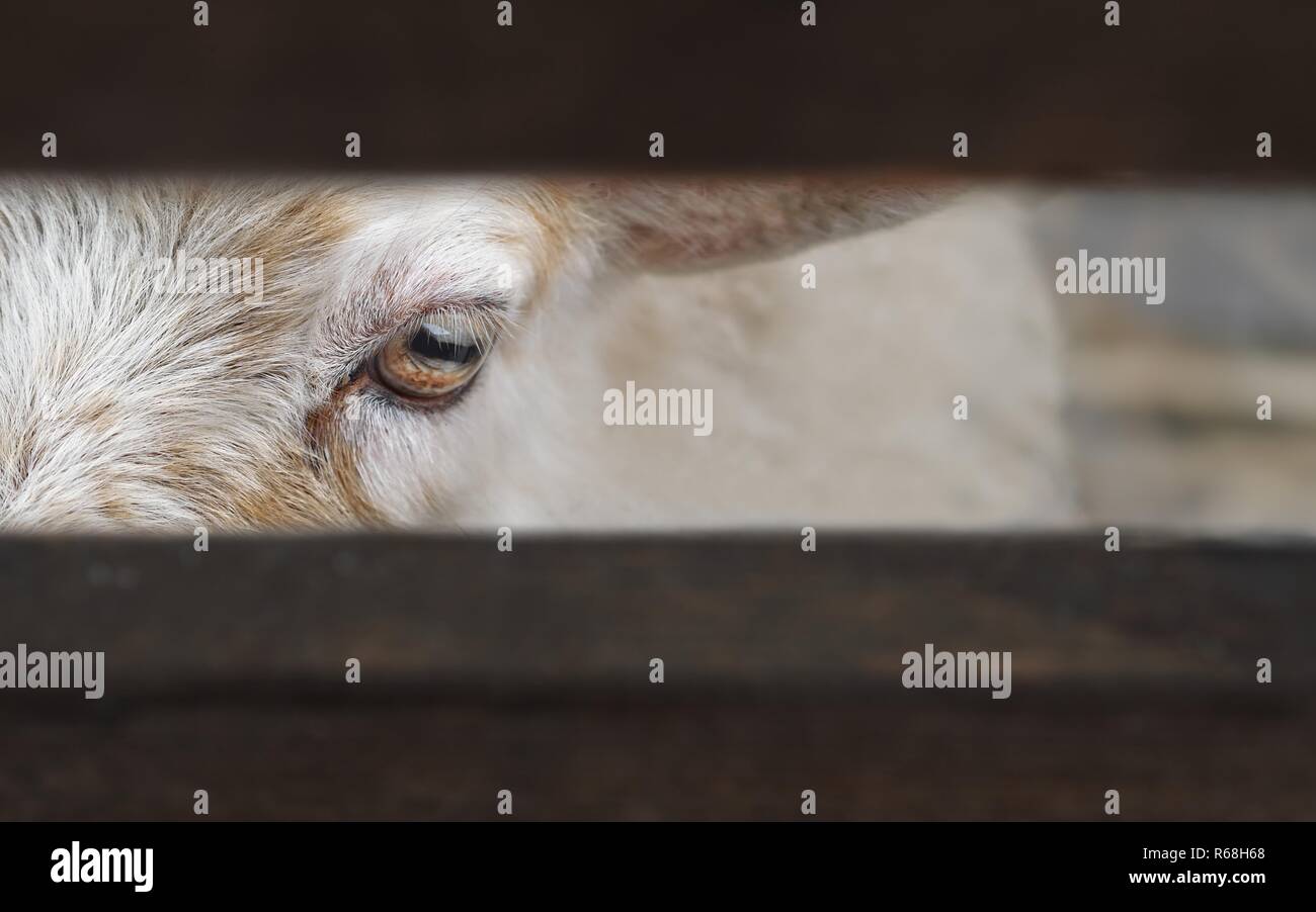 Capricorn looking through a fence. Stock Photo