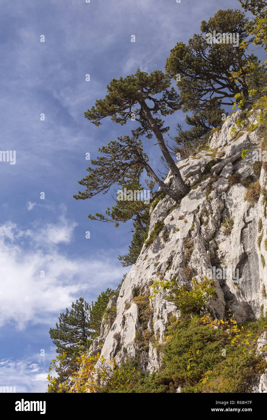 Old Mountain pines, Pinus mugo subsp. uncinata on limestone on the Col de La Pierre St Martin, Pyrenees. Spain Stock Photo