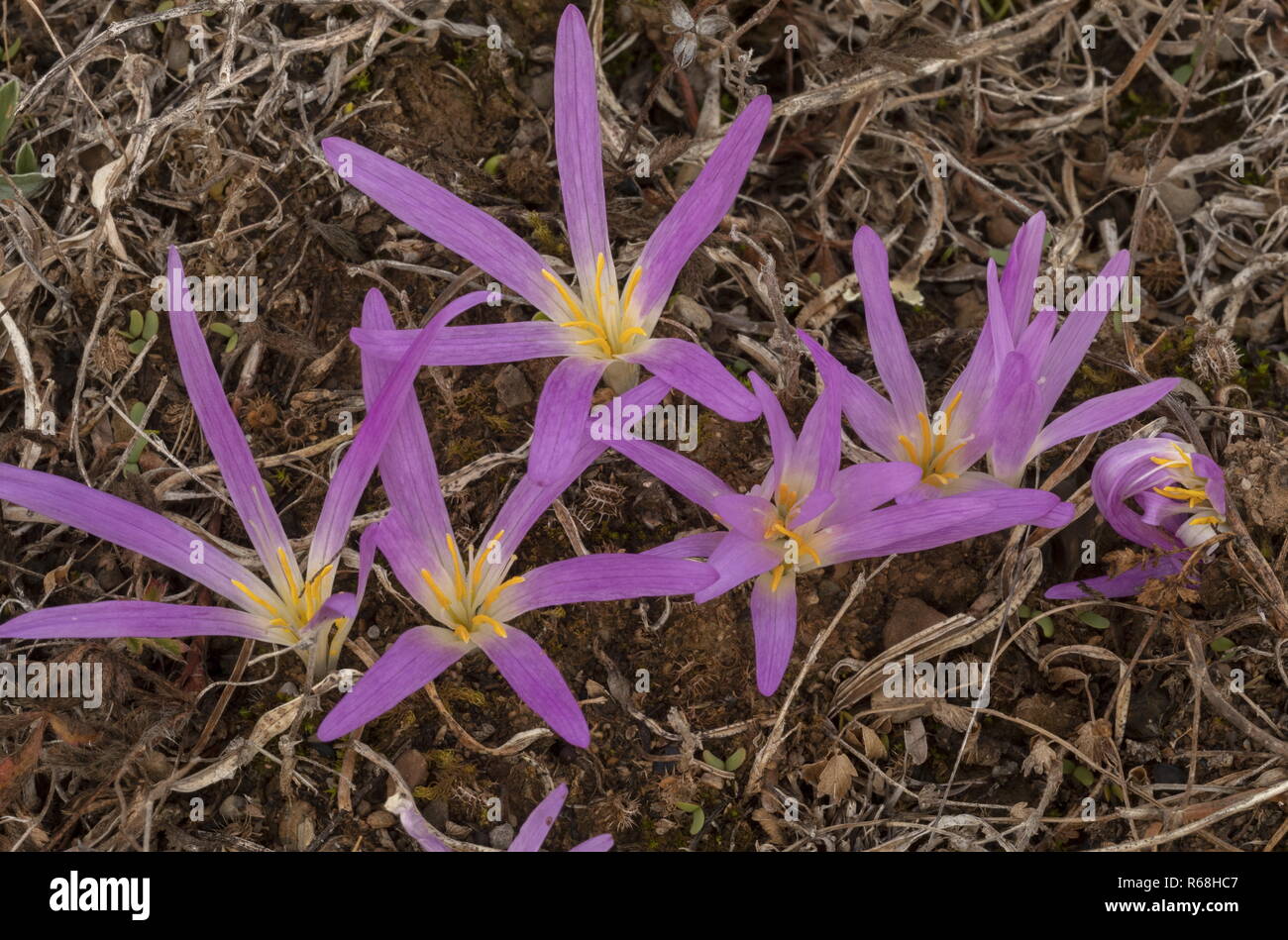 Pyrenean Merendera, Colchicum montanum, in flower in autumn in the Spanish Pyrenees. Stock Photo