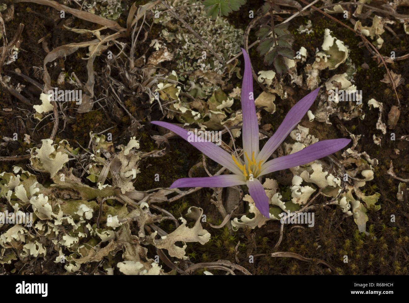 Pyrenean Merendera, Colchicum montanum, in flower among lichens in autumn in the Spanish Pyrenees. Stock Photo