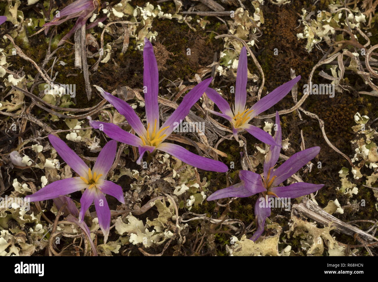 Pyrenean Merendera, Colchicum montanum, in flower among lichens in autumn in the Spanish Pyrenees. Stock Photo