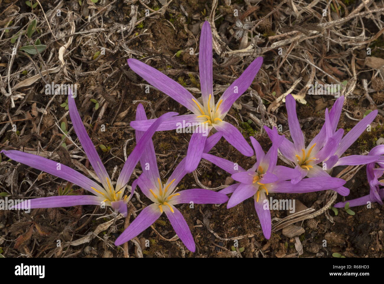 Pyrenean Merendera, Colchicum montanum, in flower in autumn in the Spanish Pyrenees. Stock Photo