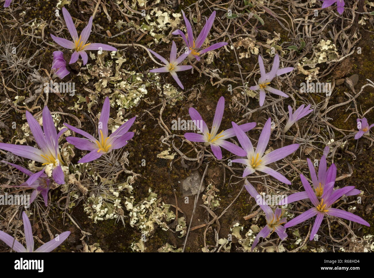 Pyrenean Merendera, Colchicum montanum, in flower among lichens in autumn in the Spanish Pyrenees. Stock Photo