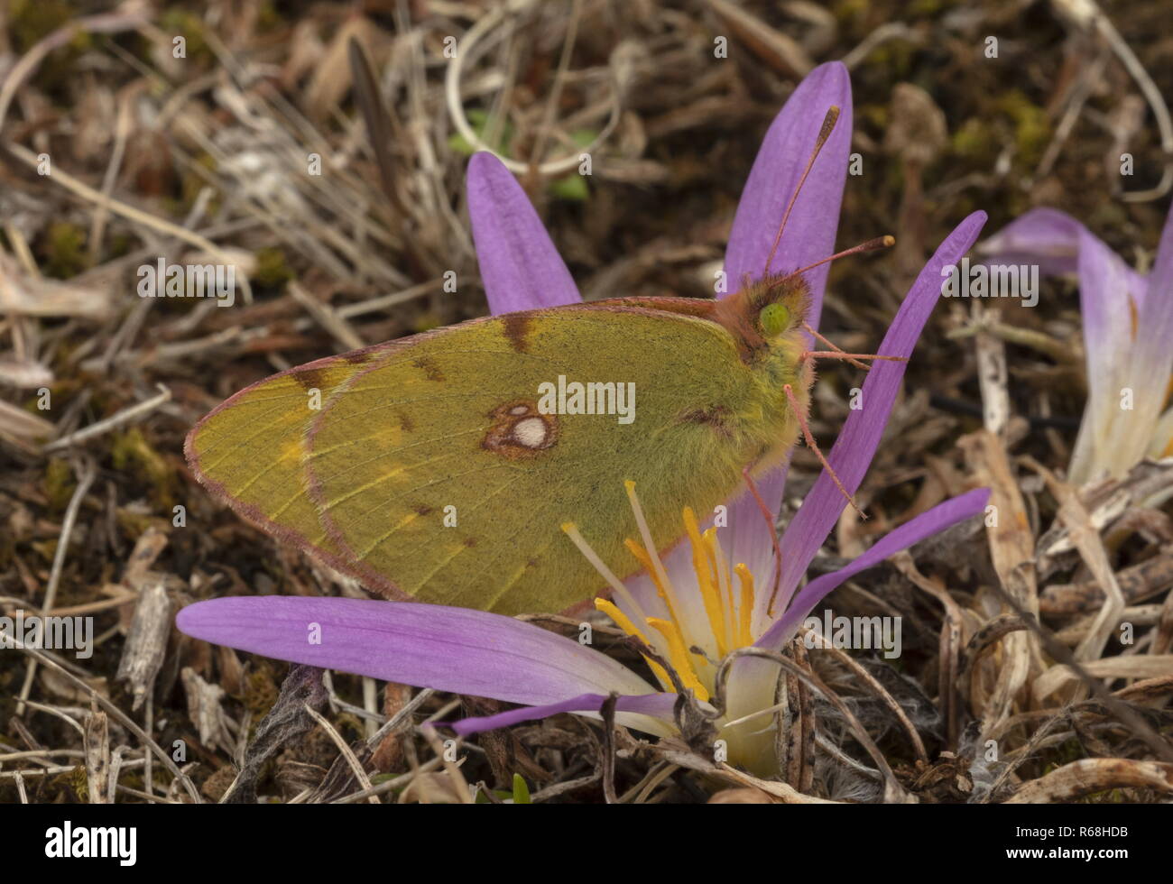 Clouded yellow butterfly, Colias croceus on Pyrenean Merendera, Colchicum montanum, in autumn in the Spanish Pyrenees. Stock Photo