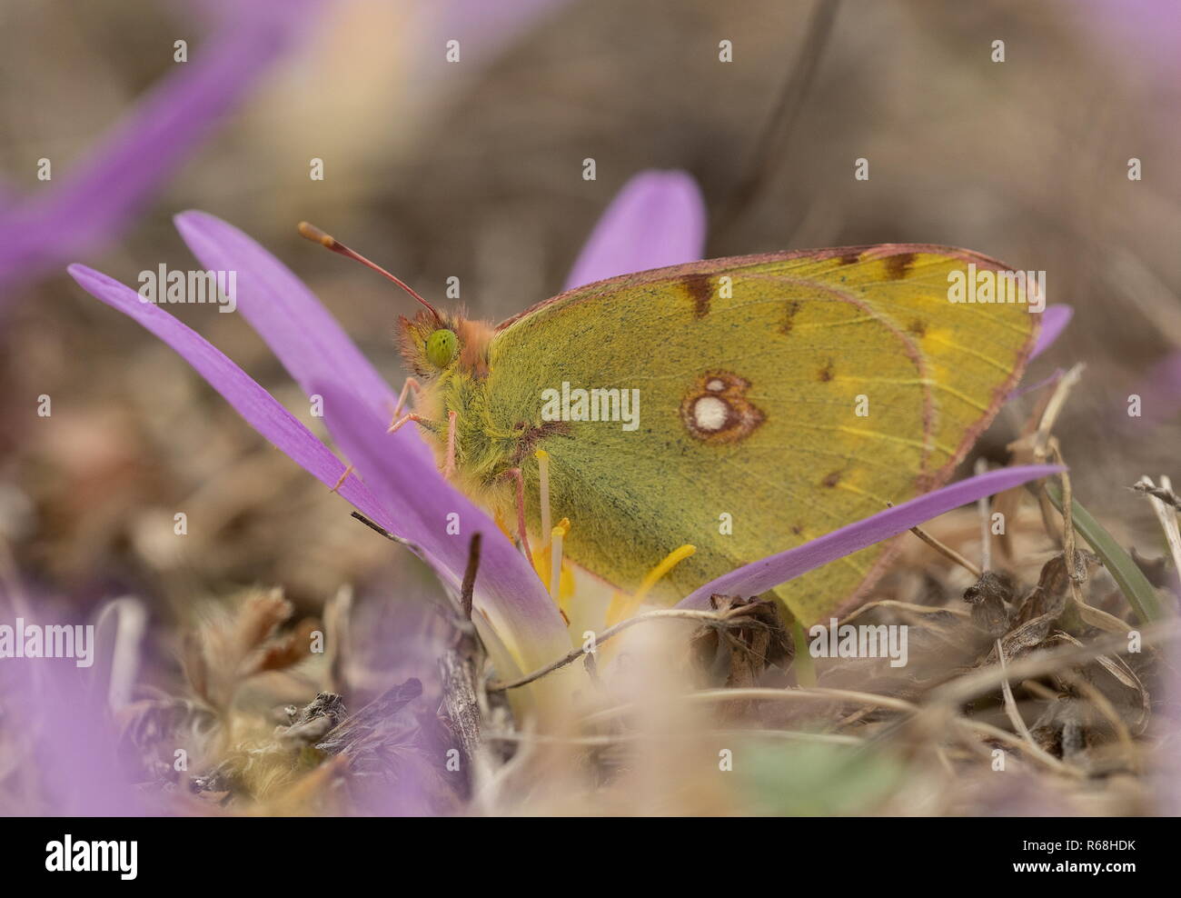 Clouded yellow butterfly, Colias croceus on Pyrenean Merendera, Colchicum montanum, in autumn in the Spanish Pyrenees. Stock Photo