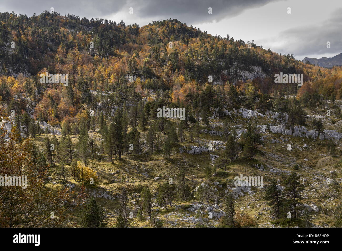 Mixed beech and pine forest on the Col de La Pierre St Martin, spanish (south) side. Pyrenees. Spain Stock Photo