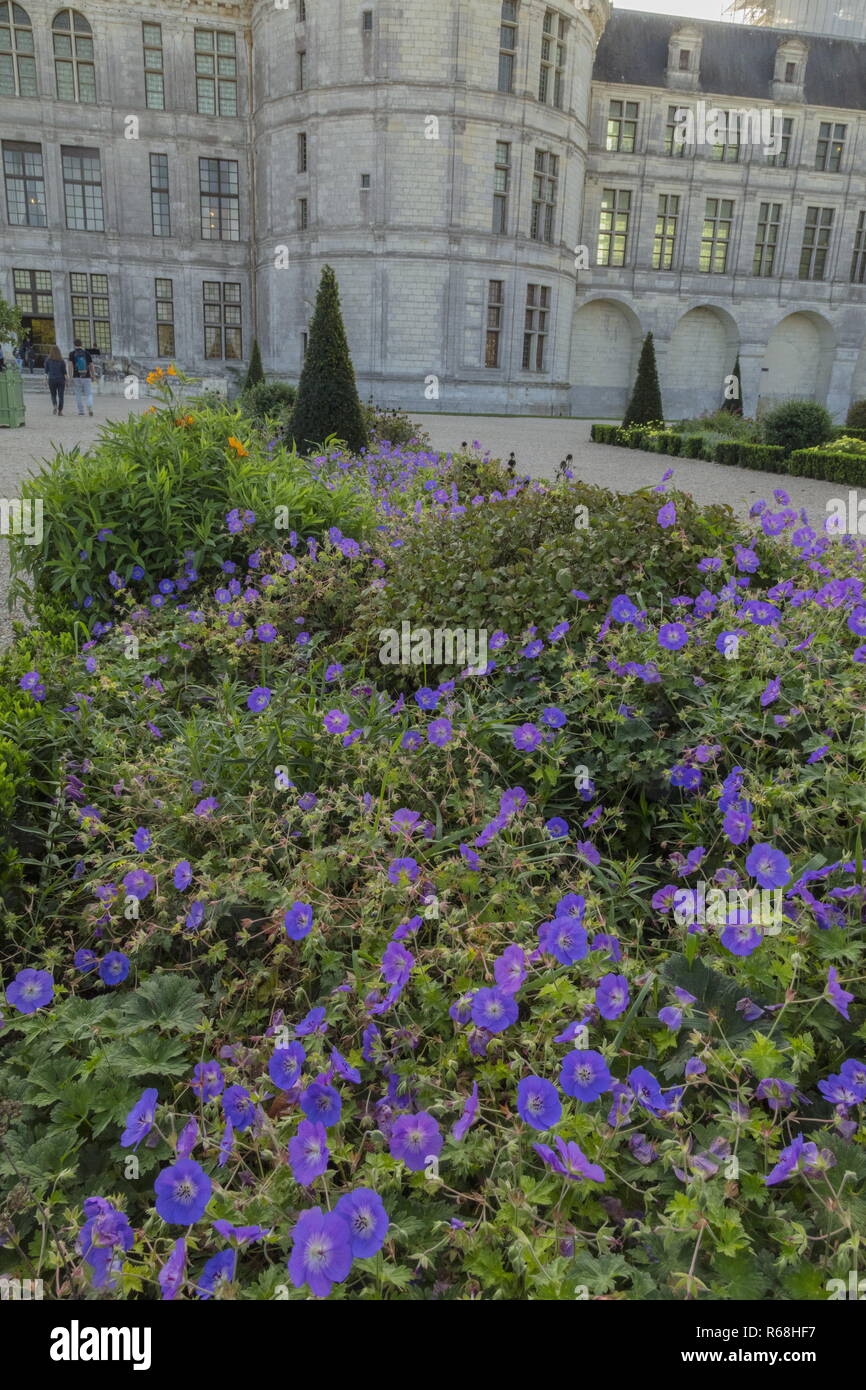 The gardens at Château de Chambord, with blue Geranium garden variety; Chambord, Loir-et-Cher, France, Stock Photo