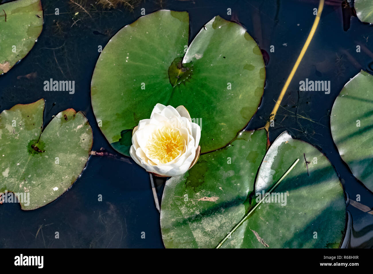 Close up shot of a water lilies flower floating in a pond among