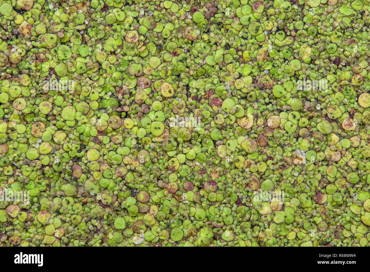 Duckweed and other plant material floating on the water surface Stock Photo