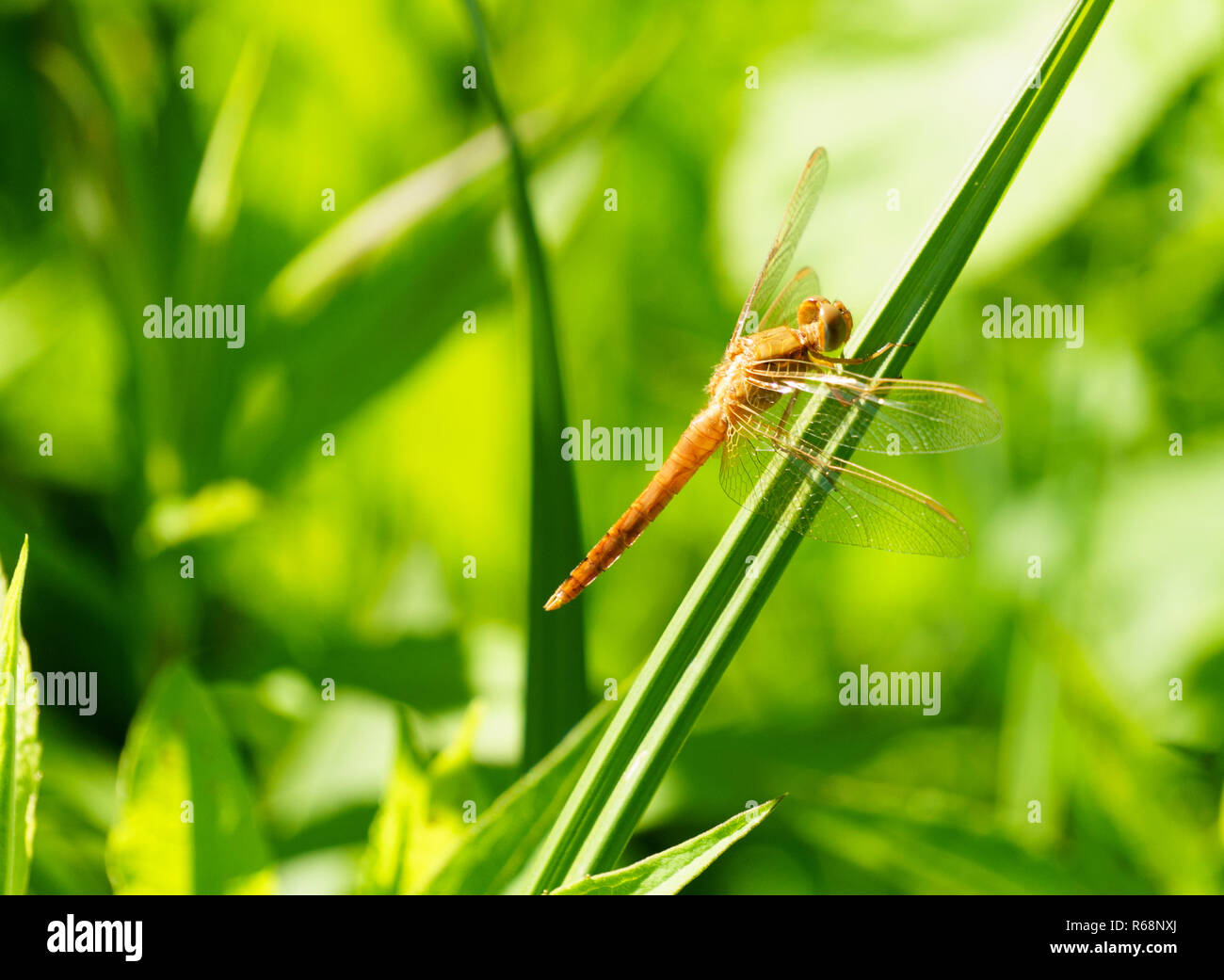 Portrait of a dragonfly on a green plant background Stock Photo - Alamy