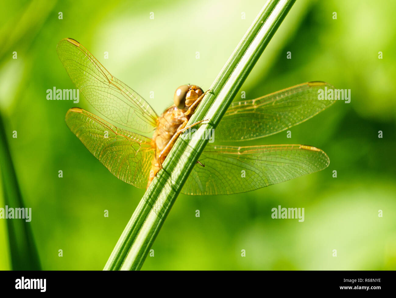 Portrait of a dragonfly on a green plant background Stock Photo - Alamy