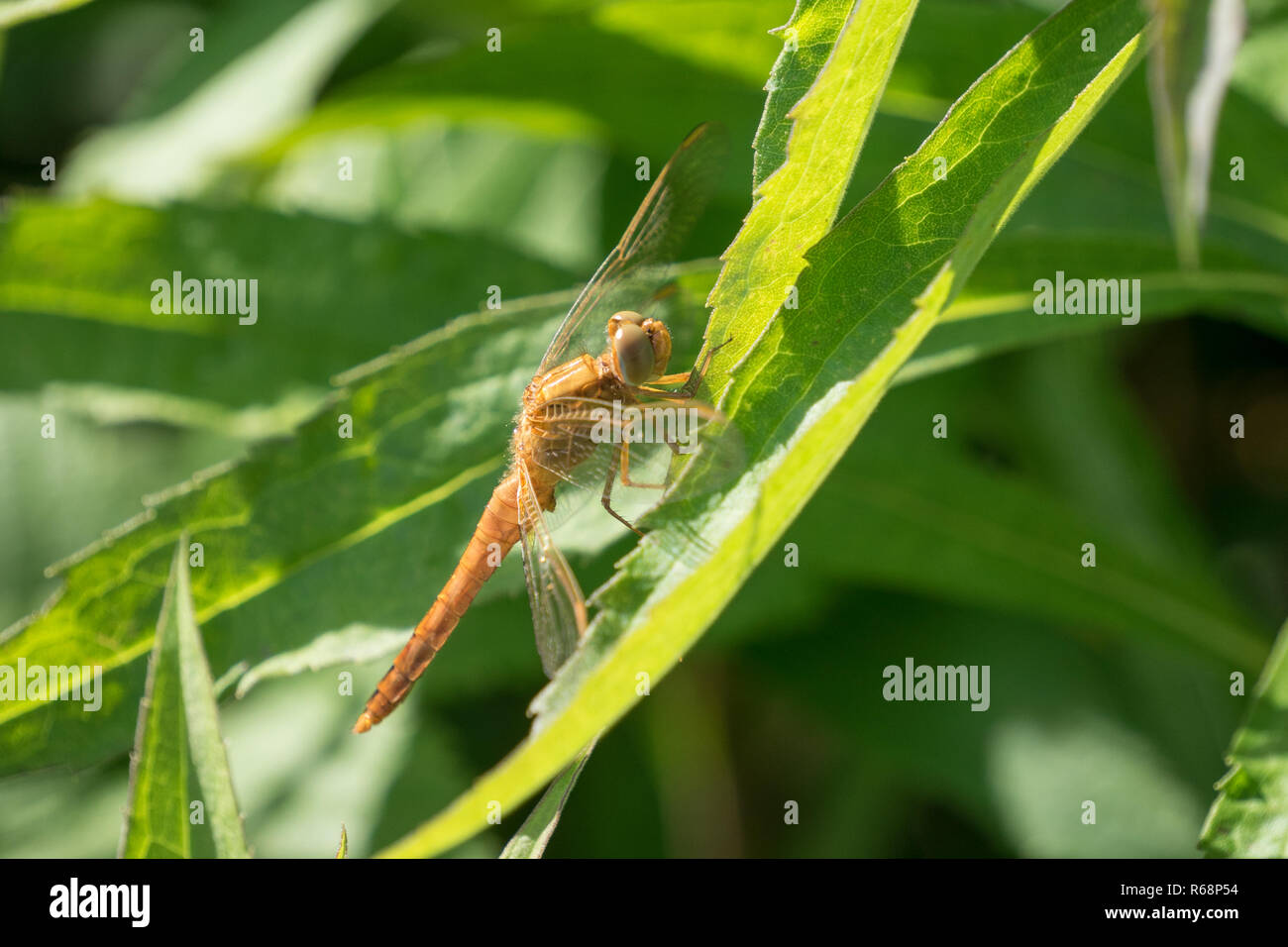 Portrait of a dragonfly on a green plant background Stock Photo - Alamy