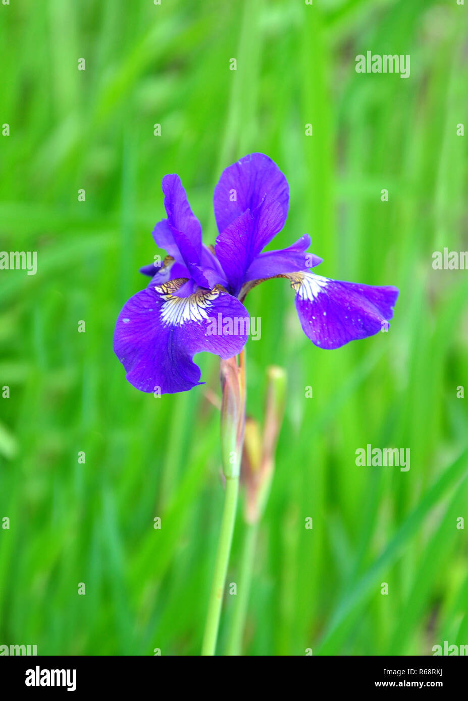 mixed-color iris (iris versicolor) Stock Photo
