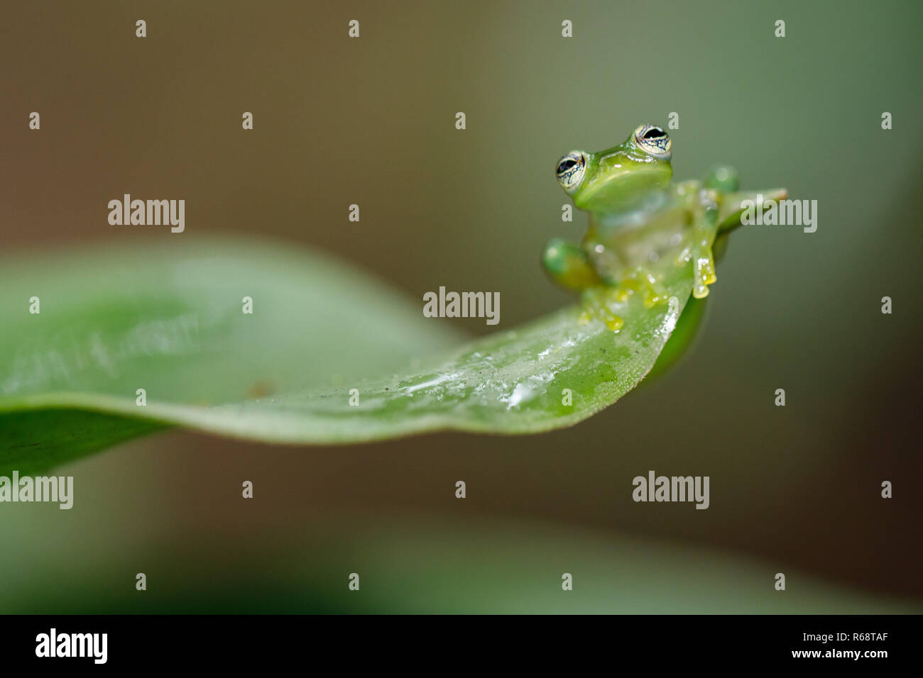 glass frog - hyalinobatrachium dianae Stock Photo