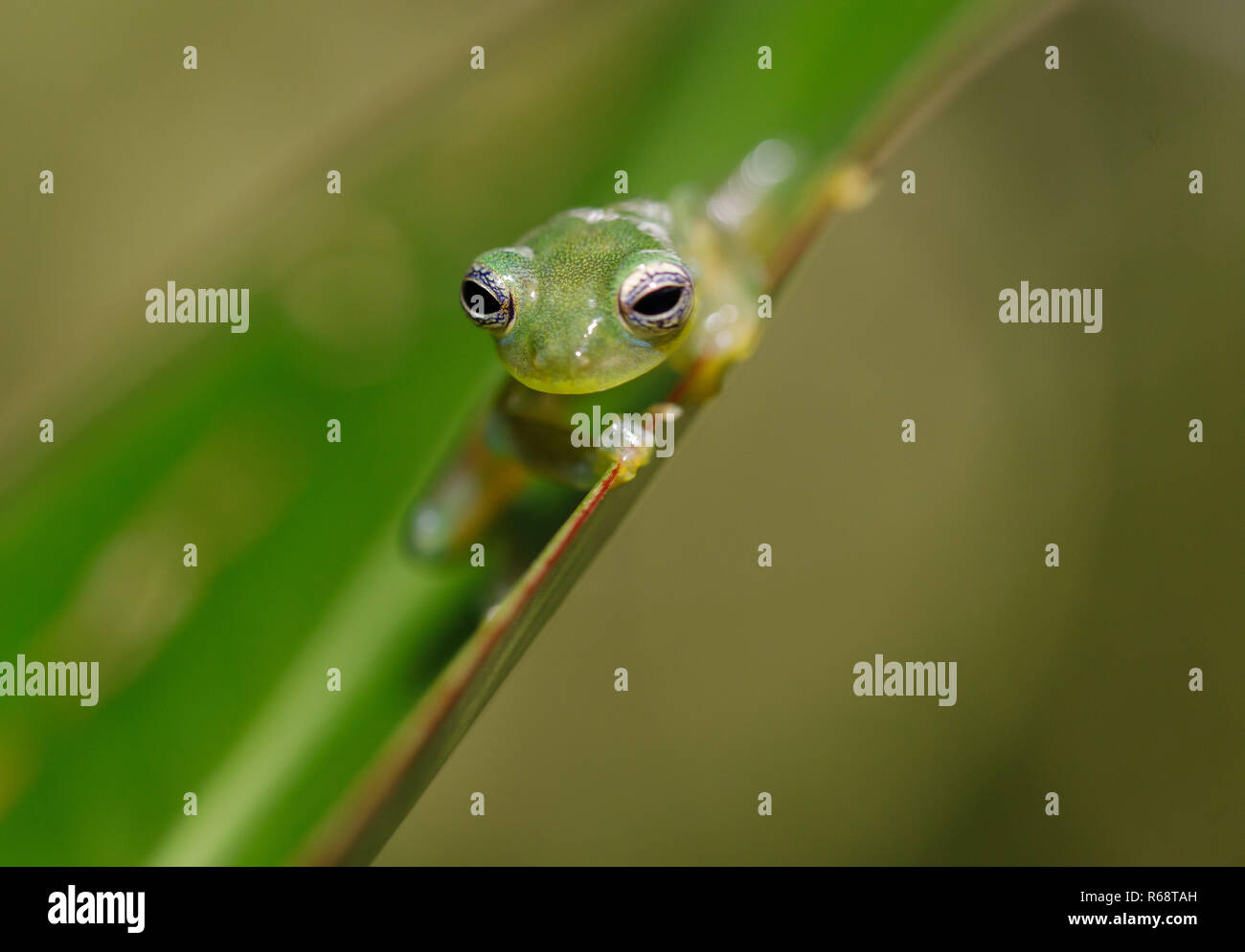 glass frog - hyalinobatrachium dianae Stock Photo