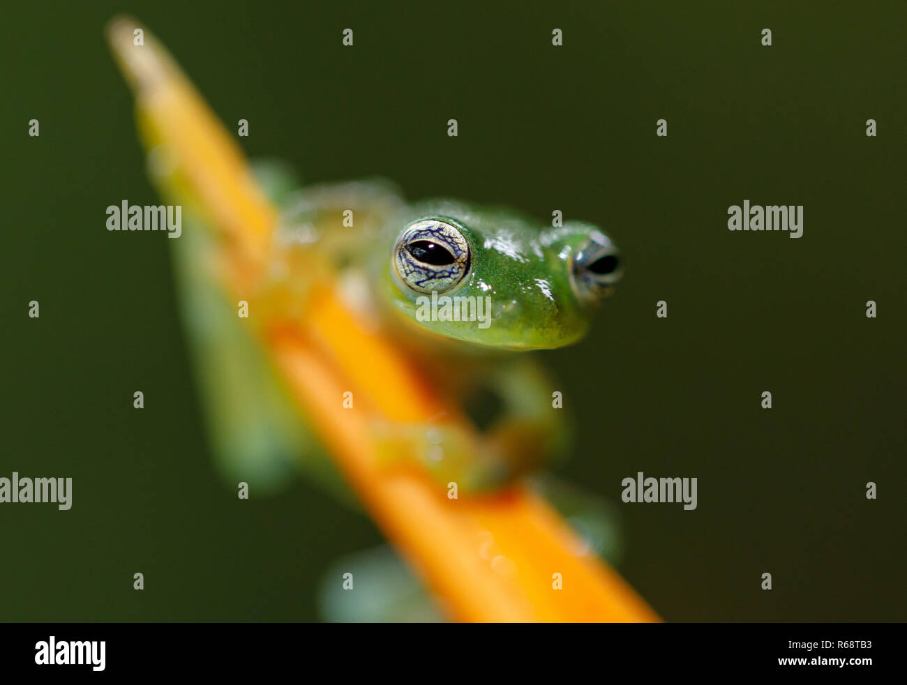 glass frog - hyalinobatrachium dianae Stock Photo