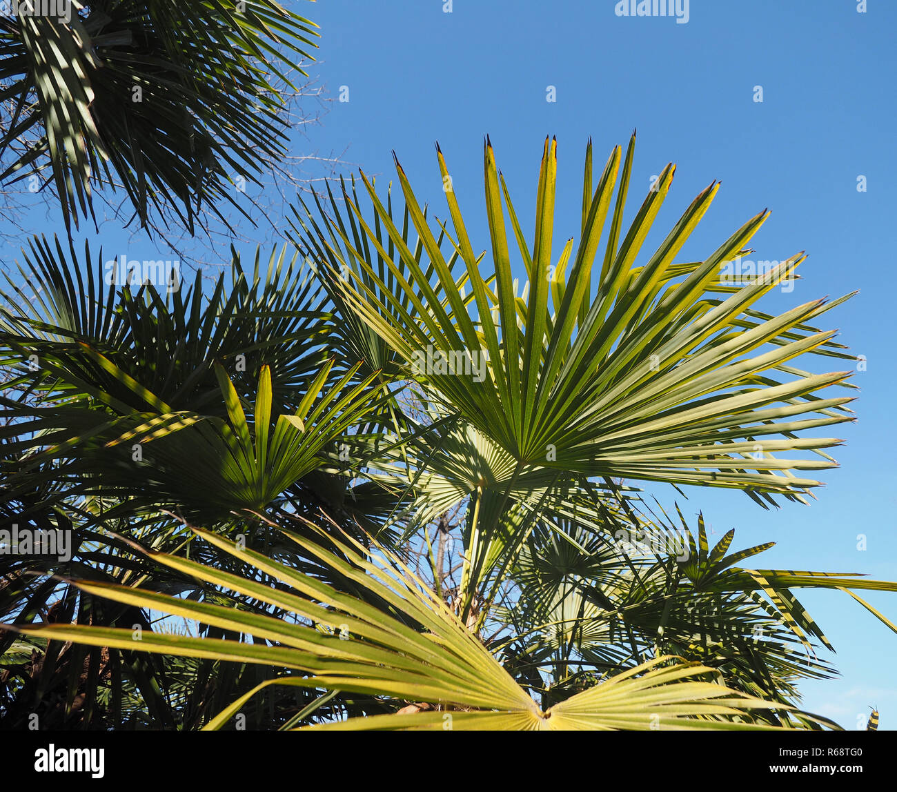 palm tree leaves background Stock Photo - Alamy