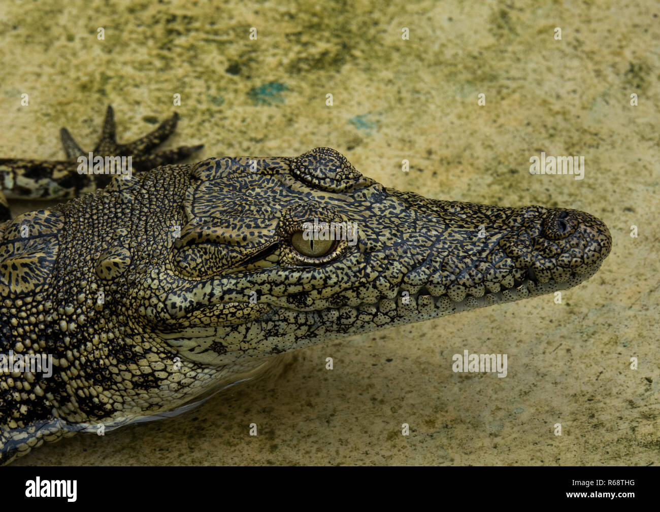 Crocodylinae captivity hi-res stock photography and images - Alamy