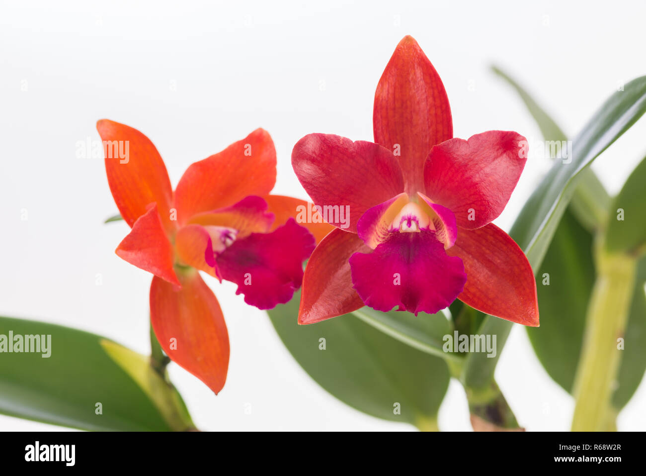 Cattleya orchids over white background Stock Photo
