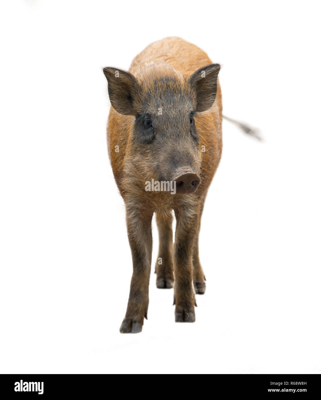 wild boar isolated on white background Stock Photo - Alamy