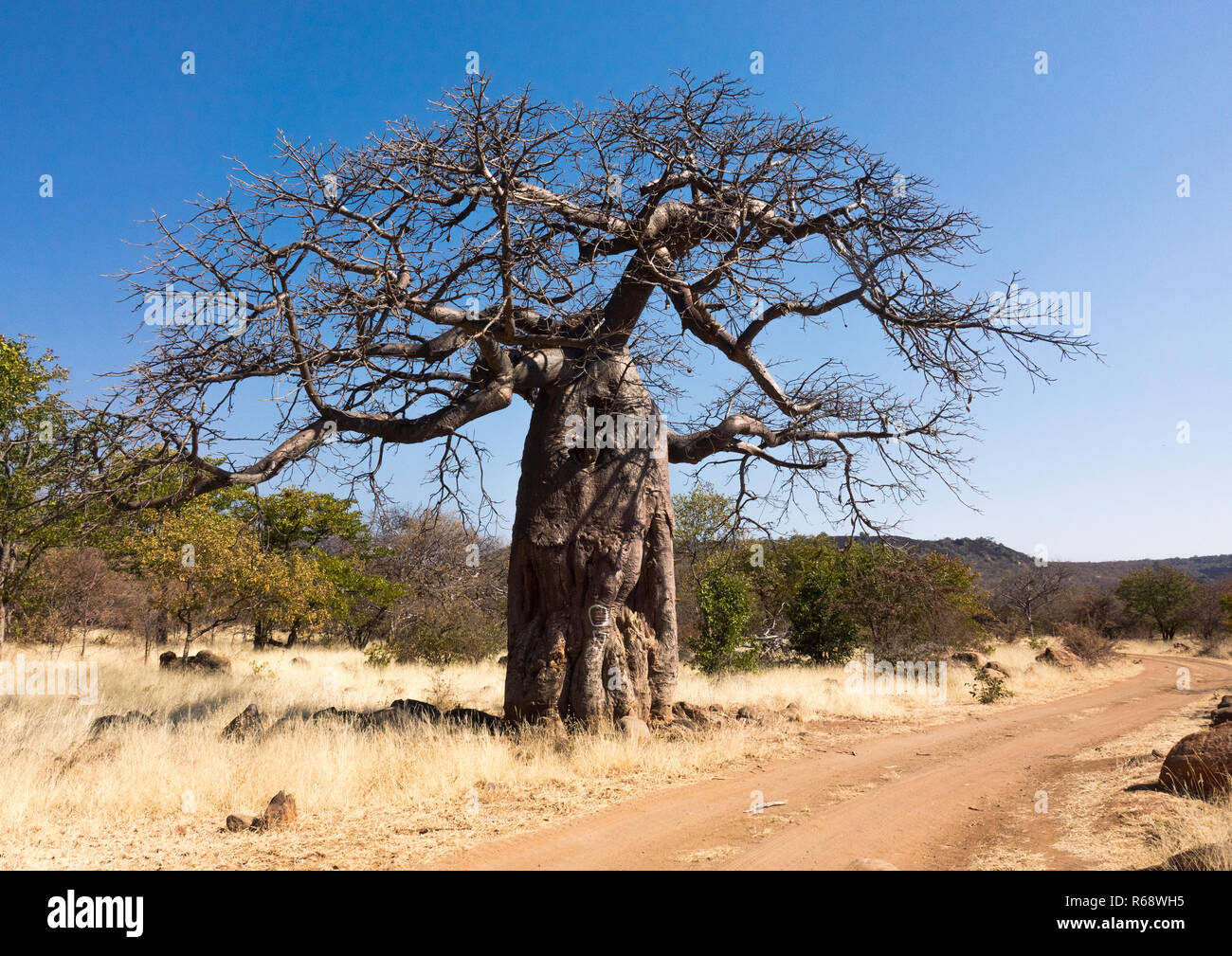 Baobab tree africa hi-res stock photography and images - Alamy