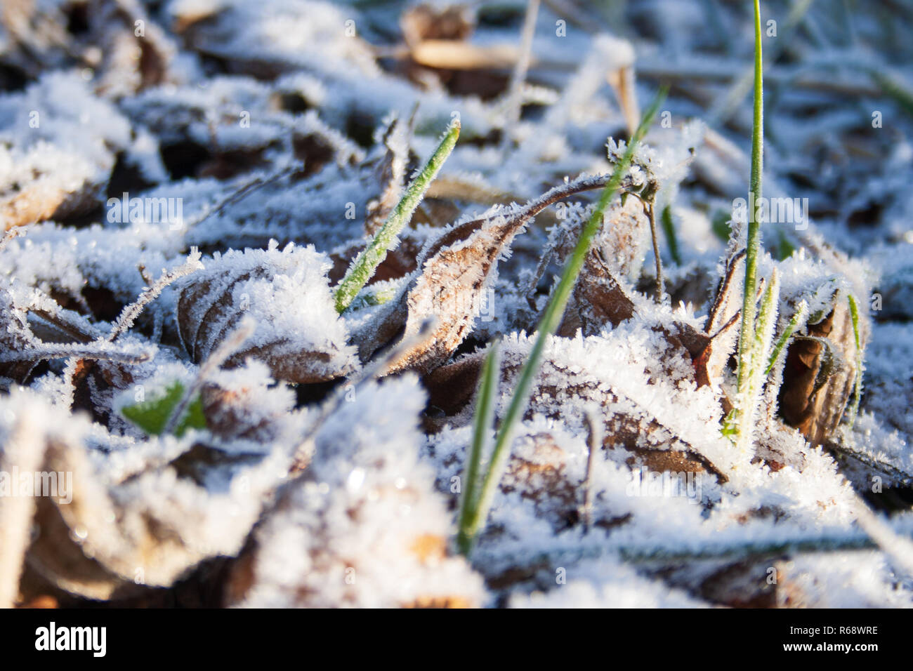 Frozen grass and leaves covered with frost on a cold frosty winter day ...