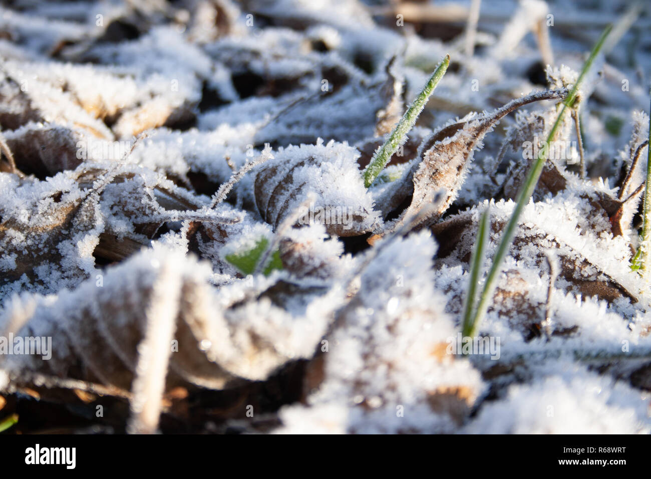Frozen grass and leaves covered with frost on a cold frosty winter day