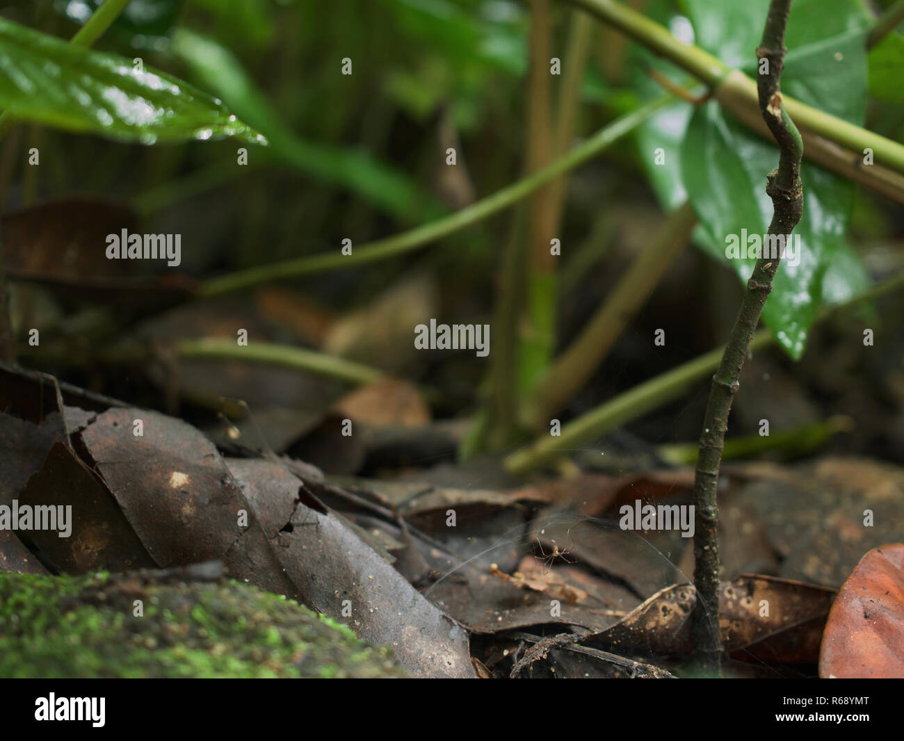 Close Up Of The Undergrowth Taken From A Tropical Rainforest