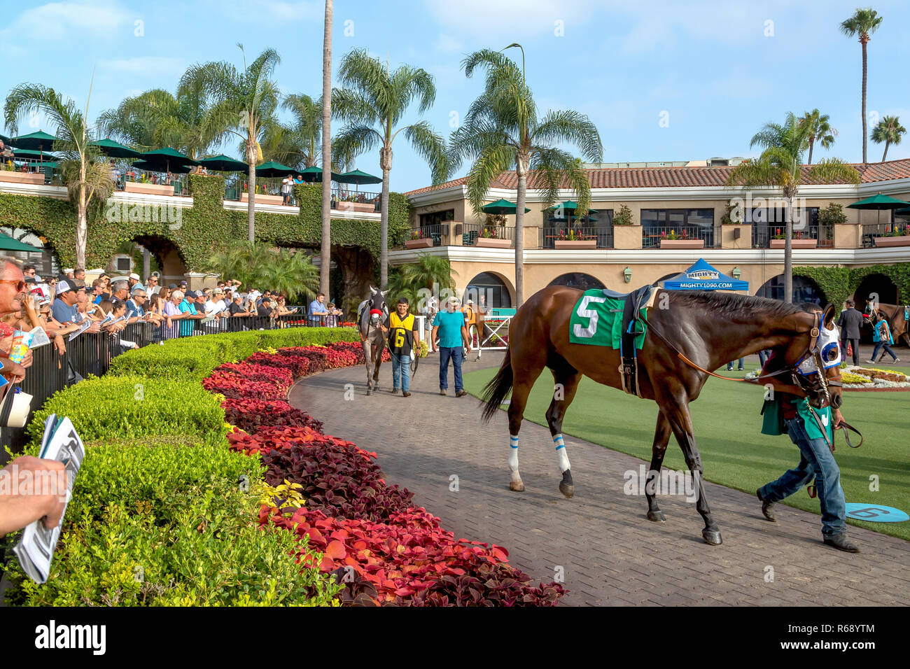 Trained horses hires stock photography and images Alamy