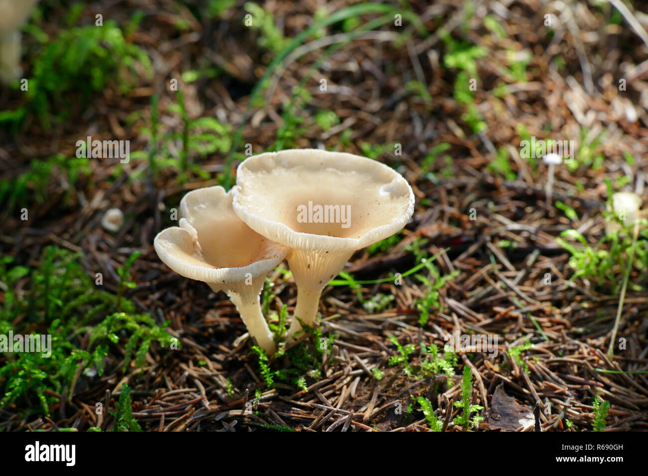 Clitocybe gibba, Common Funnel mushroom Stock Photo