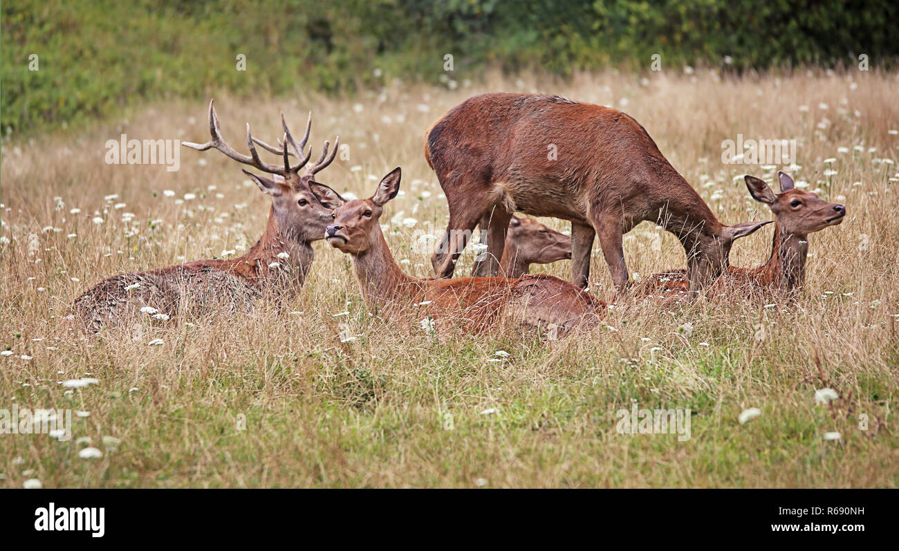 resting pack of deer Stock Photo