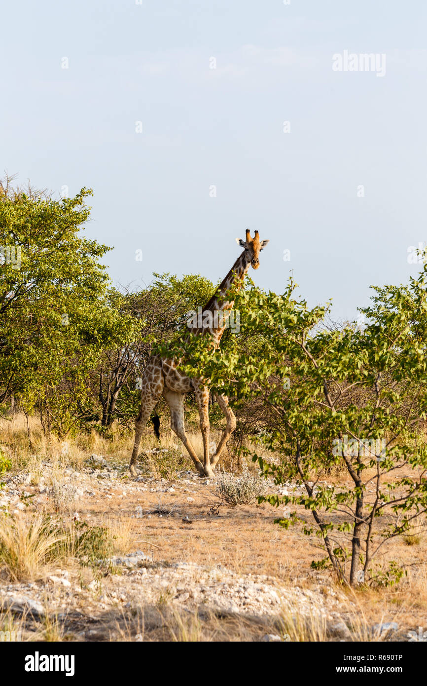giraffe,etosha national park,namibia Stock Photo